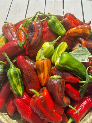 Bryans Blood Mix Pheno Chilli Seeds20 Fresh Seeds