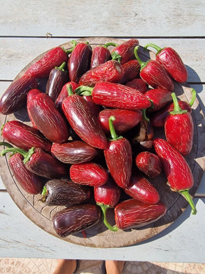 Craigs Grande Jalapeno Chilli Seeds10 Fresh Seeds from B&Q