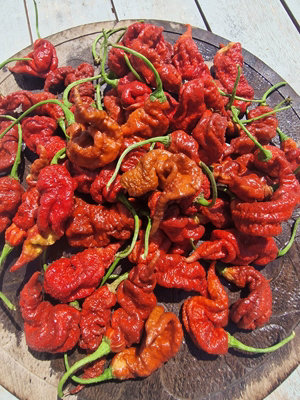 T Rex Chocolate Chilli Seeds10 Fresh Seeds