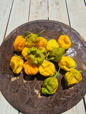 Mustard Monster Chilli Seeds10 Fresh Seeds