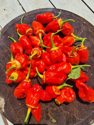 Bbg Red Chilli Seeds10 Fresh Seeds