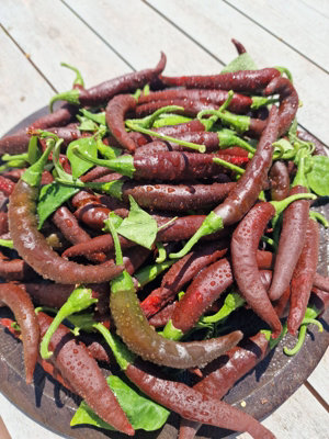 Montezuma Chilli Seeds10 Fresh Seeds from B&Q
