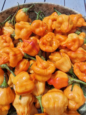 Tangarine Tiger Chilli Seeds10 Fresh Seeds