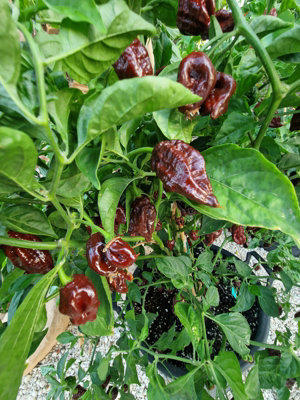 Secret Potion Chocolate Chilli Seeds10 Fresh Seeds