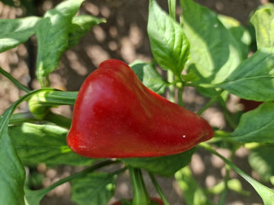 Kampanaki Chilli Seeds10 Fresh Seeds from B&Q