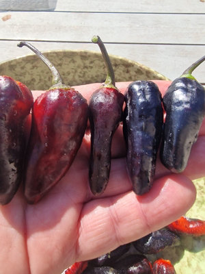 Black Jes Chilli Seeds10 Fresh Seeds