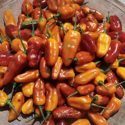 Pimenta Puma Chilli Seeds10 Fresh Seeds