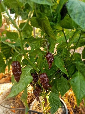 Black Monster Chilli Seeds10 Fresh Seeds