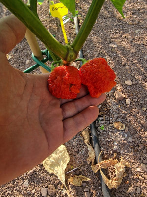 Bismark Red Chilli Seeds10 Fresh Seeds