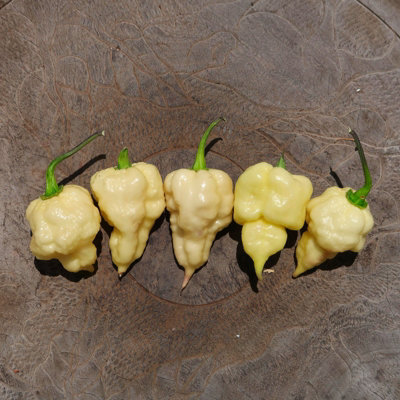 Jays X Pink X Reaper Lemon Chilli Seeds10 Fresh Seeds