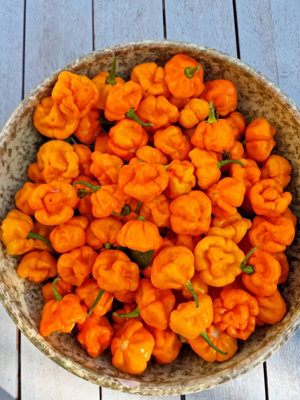 Scotch Bonnet Moa Yellow Chilli Seeds10 Fresh Seeds