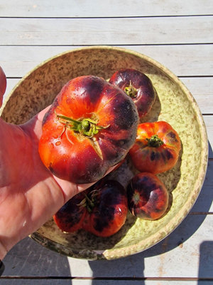Siberian Tiger Tomato Seeds10 Fresh Seeds from B&Q