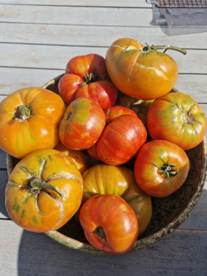  - Mr Stripey Tomato Seeds10 Fresh Seeds