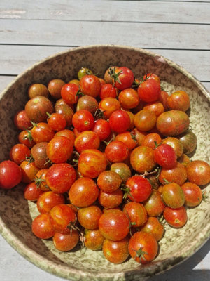  - Artisan Pink Bumblebee Tomato Seeds15 Fresh Seeds