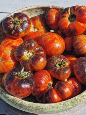  - Red Beauty Tomato Seeds10 Fresh Seeds