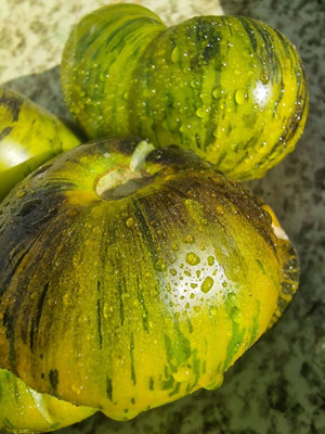  - Xanadu Green Goddess Tomato Seeds10 Fresh Seeds