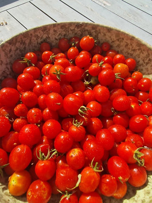 Nepal Tomato Seeds10 Fresh Seeds from B&Q