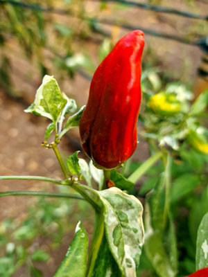 Bryans Blood The U Chilli Seeds10 Fresh Seeds