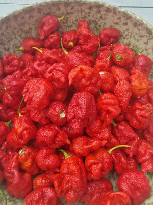 Dystopia Red Chilli Seeds10 Fresh Seeds