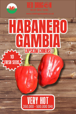 Habanero Gambia Chilli Seeds10 Fresh Seeds from B&Q