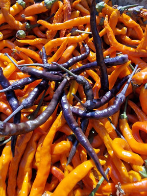 Halloween Black And Orange Thai Chilli Seeds10 Fresh Seeds from B&Q