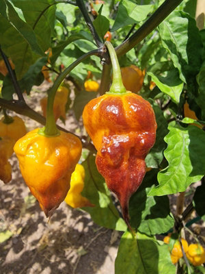 Leopard Reaper Gold Chilli Seeds10 Fresh Seeds