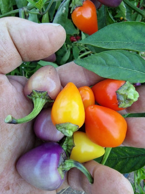 Multi Colour Jalapeno Chilli Seeds10 Fresh Seeds from B&Q