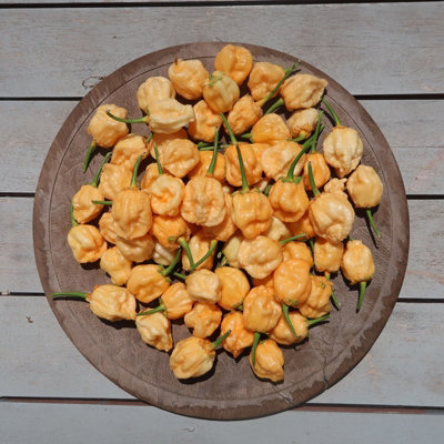 Puma Bbg Orange Chilli Seeds10 Fresh Seeds
