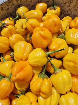 Sugar Rush Amarillo Chilli Seeds10 Fresh Seeds