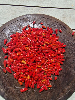 Thai Hot Chilli Seeds10 Fresh Seeds from B&Q