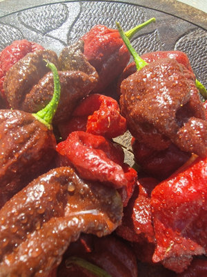 Defcon Chocolate Chilli Seeds10 Fresh Seeds