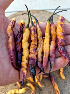 Jes's Purple Peach Chilli Seeds10 Fresh Seeds