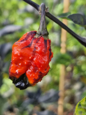 Leopard Reaper Chilli Seeds10 Fresh Seeds