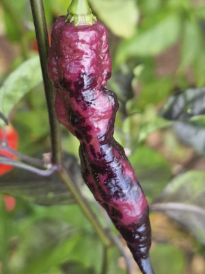 Pimenta Bela Ruby Chilli Seeds10 Fresh Seeds
