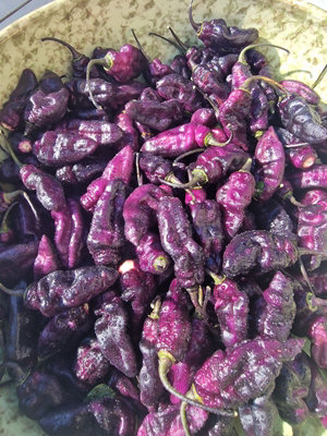 Pimenta Jolokia Ice Chilli Seeds10 Fresh Seeds