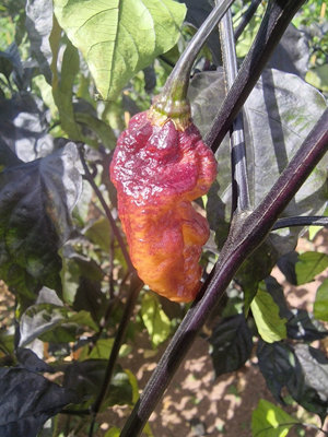 Reaper Sbagliato Orange Chilli Seeds10 Fresh Seeds
