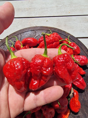  - Sweet Moruga Chilli Seeds10 Fresh Seeds