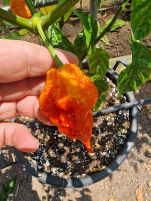 Vicious Red Chilli Seeds10 Fresh Seeds