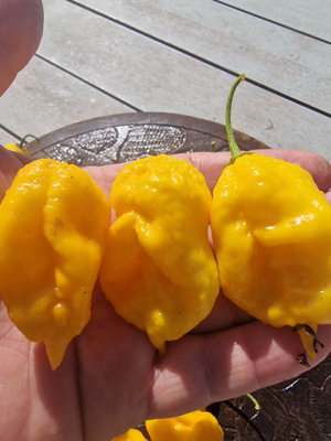 Vicious Yellow Chilli Seeds10 Fresh Seeds