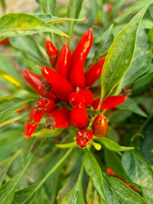 Piri Piri Chilli Seeds10 Fresh Seeds