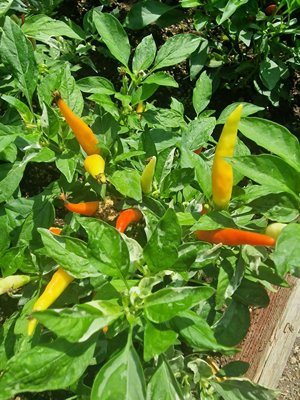 Variegated White Thai Chilli Seeds10 Fresh Seeds from B&Q