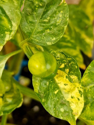 Ninfadora Chilli Seeds10 Fresh Seeds from B&Q