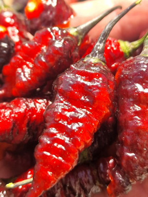 Naga Twister Black Chilli Seeds10 Fresh Seeds