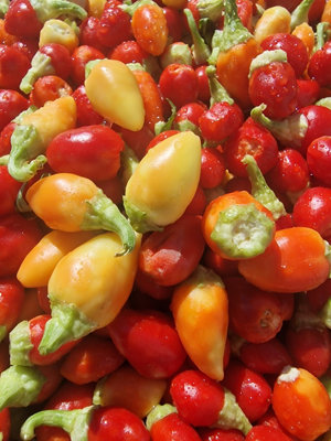  - Rosemary Pepper Chilli Seeds10 Fresh Seeds