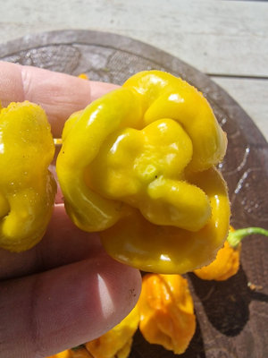 Moruga Golden Chilli Seeds10 Fresh Seeds