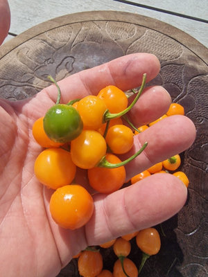 Charapon Amarillo Chilli Seeds10 Fresh Seeds