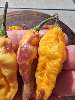 Teja Habanero Chilli Seeds10 Fresh Seeds from B&Q