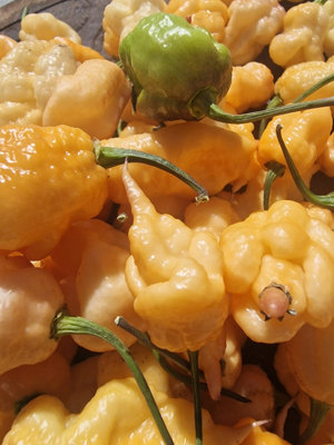 Ganzo Peach Chilli Seeds10 Fresh Seeds
