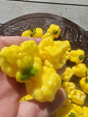 Creamo B.o.c. X Primo Chilli Seeds10 Fresh Seeds