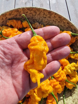 T-Rex Yellow Chilli Seeds10 Fresh Seeds